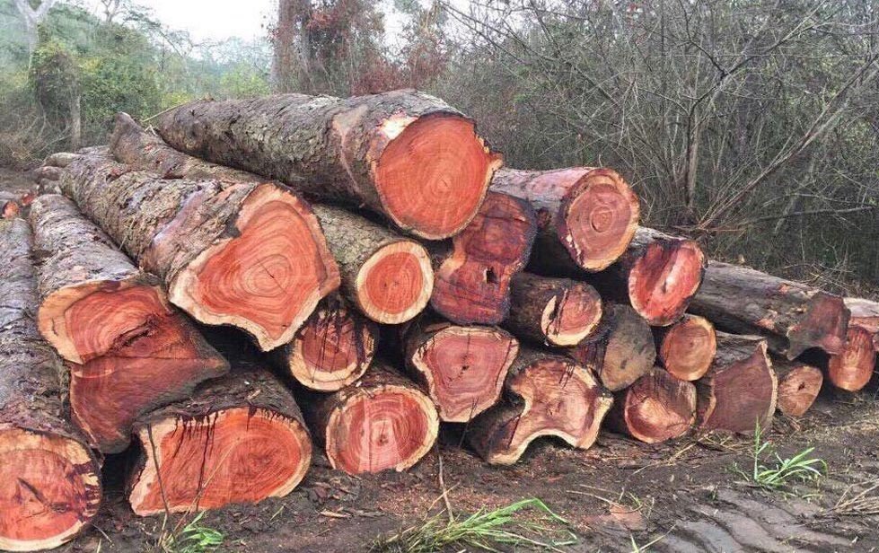 Cách phân biệt các loại gỗ tự nhiên trong sản xuất đồ gỗ